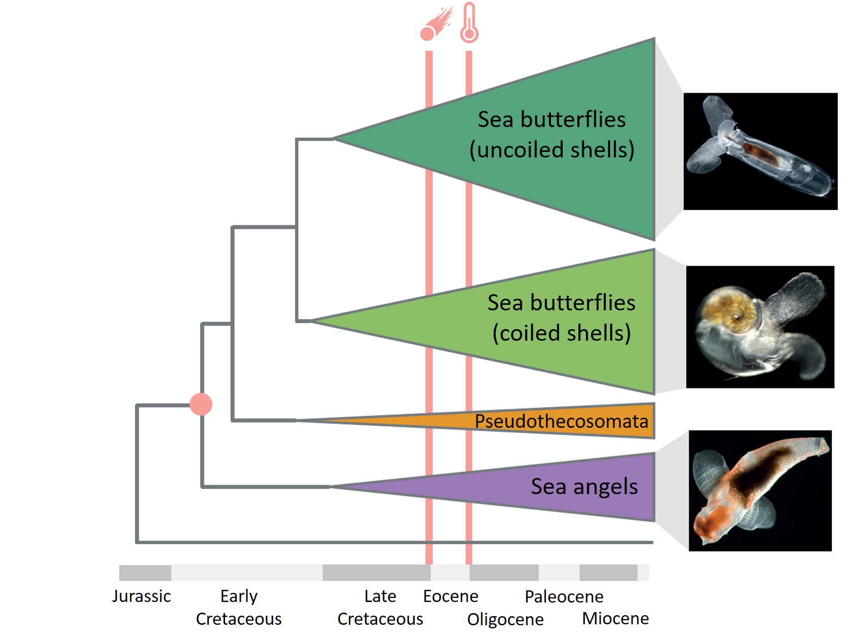 翼足類の進化史 | 沖縄科学技術大学院大学（OIST）